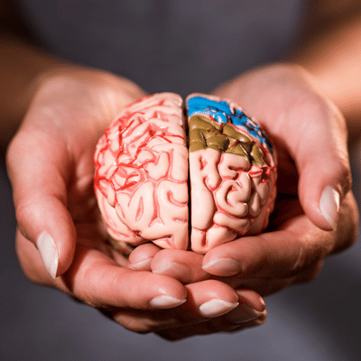 Hands hold anatomical brain model while discussing slurred speech after stroke and rehabilitation options today